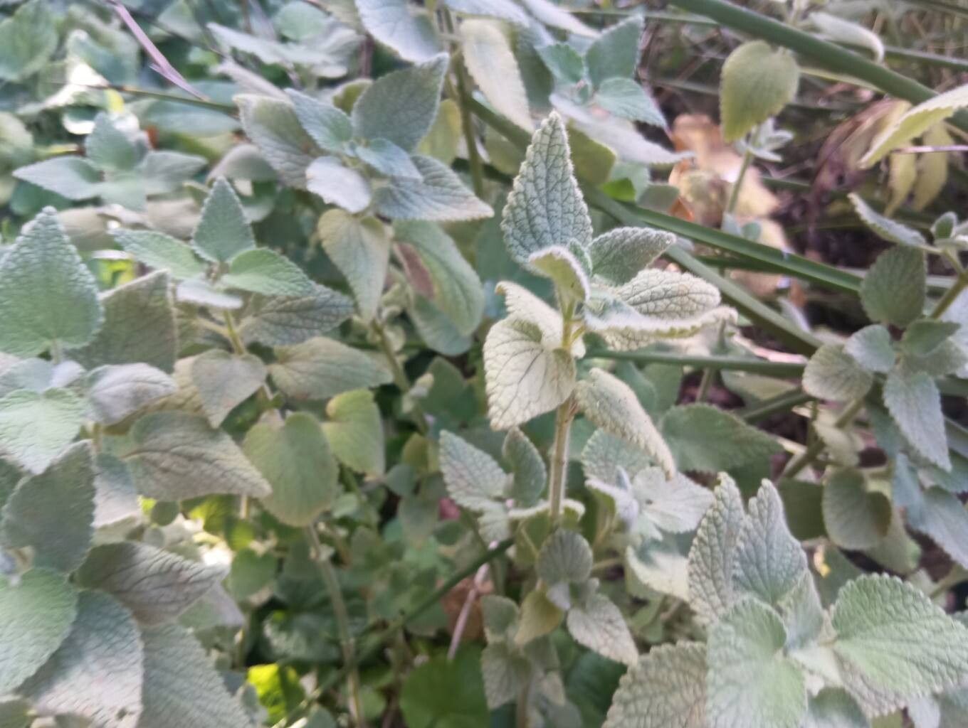 Pseudodictamnus hispanicus — related species from the same genus