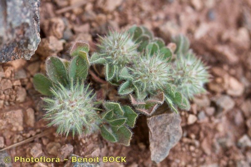 Trifolium gemellum habit