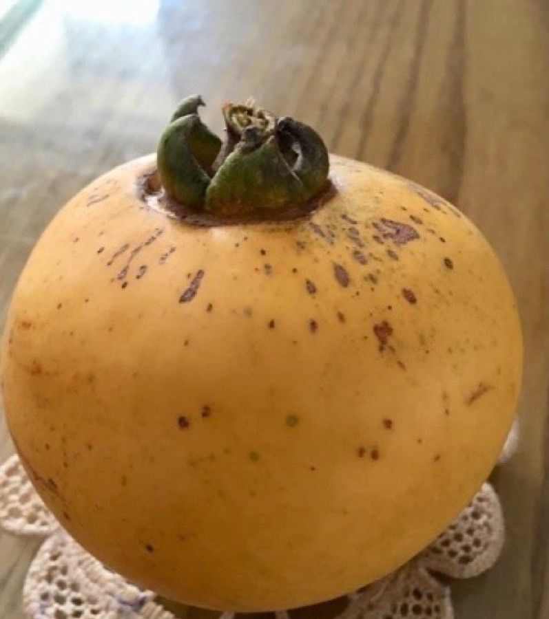 Diospyros decandra — houseplant care guide