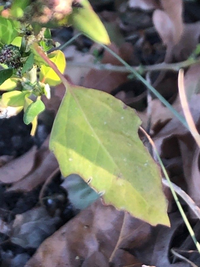 Chenopodium strictum — search result for 'Chenopodium'