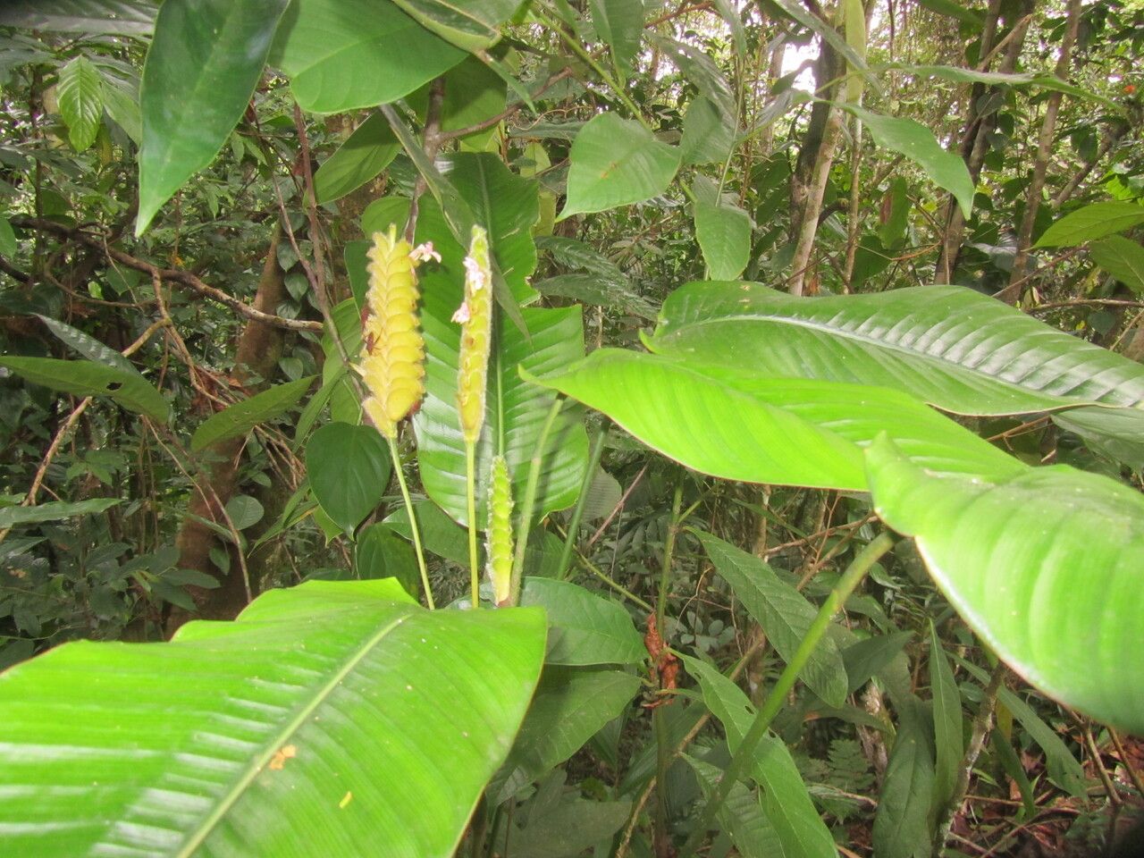 Calathea lasiostachya — houseplant care guide