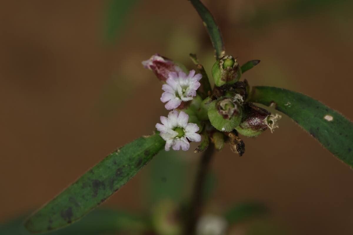 Silene firma — houseplant care guide