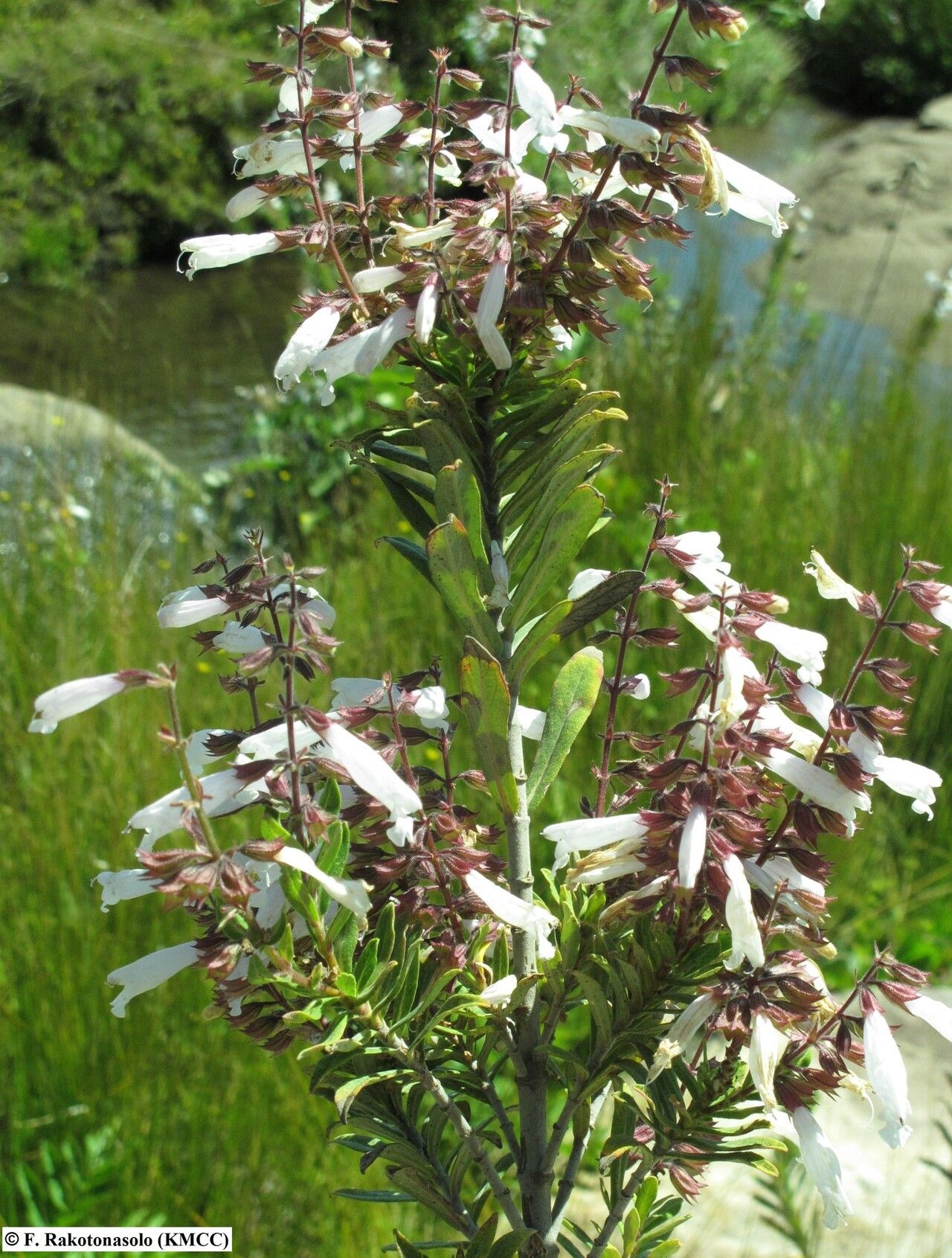 Salvia leucodermis — houseplant care guide