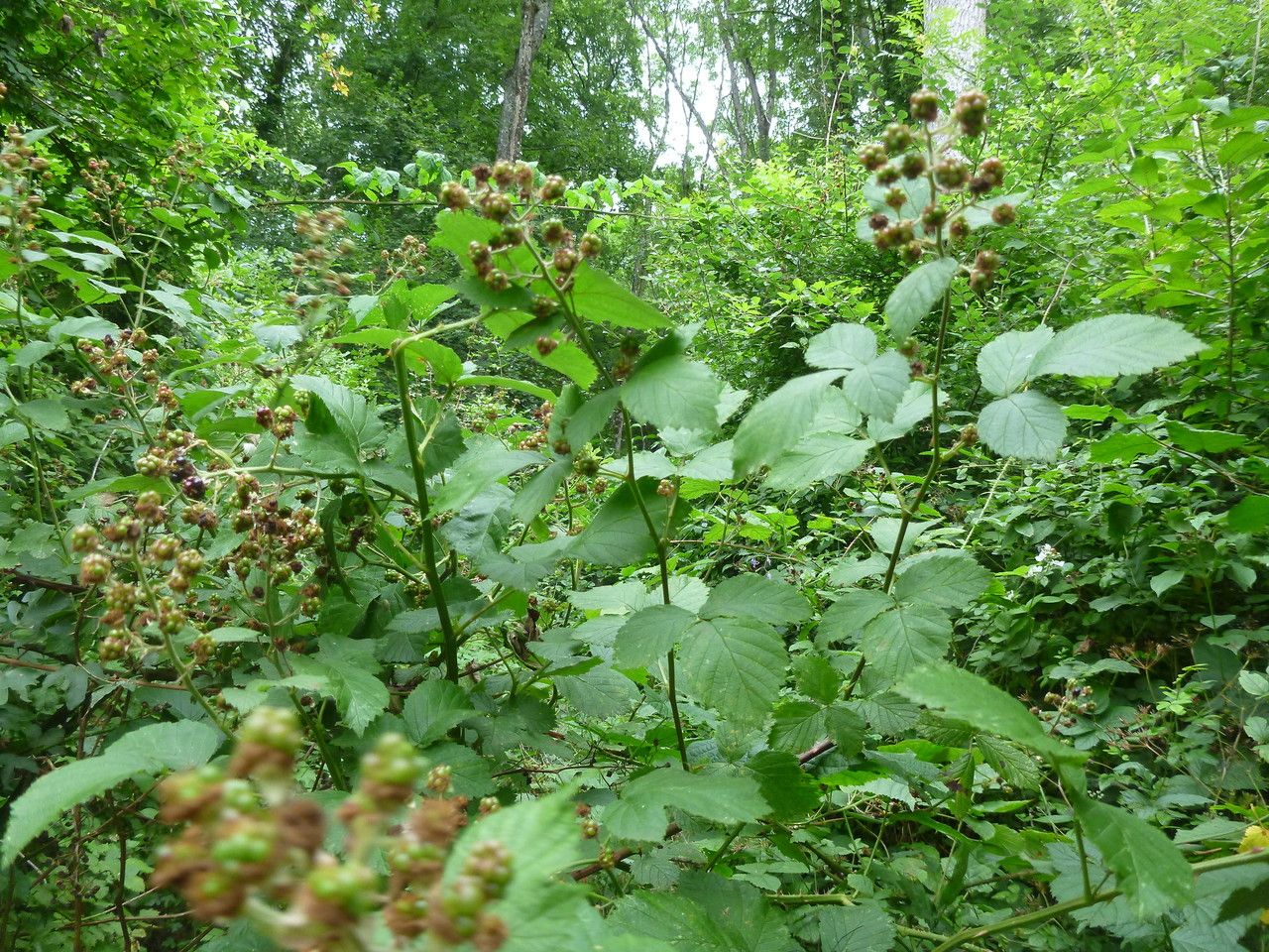 Rubus goniophyllus fruit
