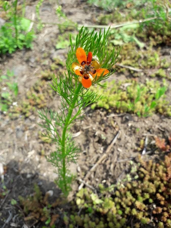 Adonis aestivalis — related species from the same genus