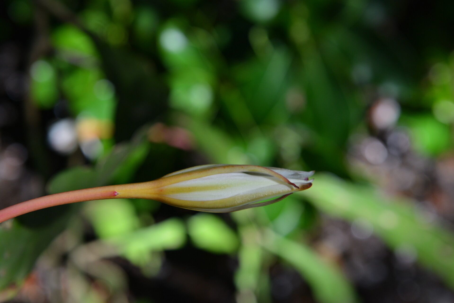 Epiphyllum cartagense flower