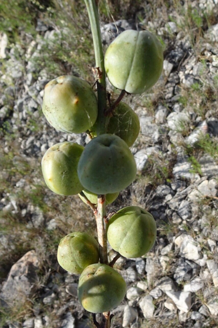 Asphodelus Cerasiferus fruit