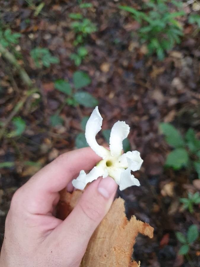 Tabernaemontana africana flower