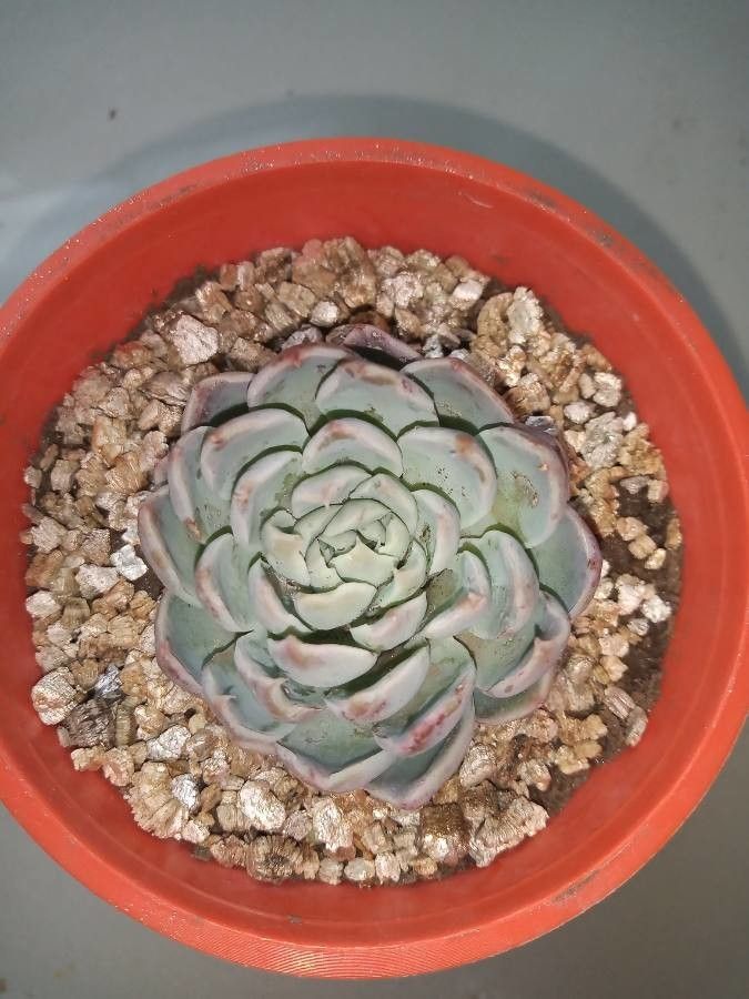 Echeveria hyalina leaf