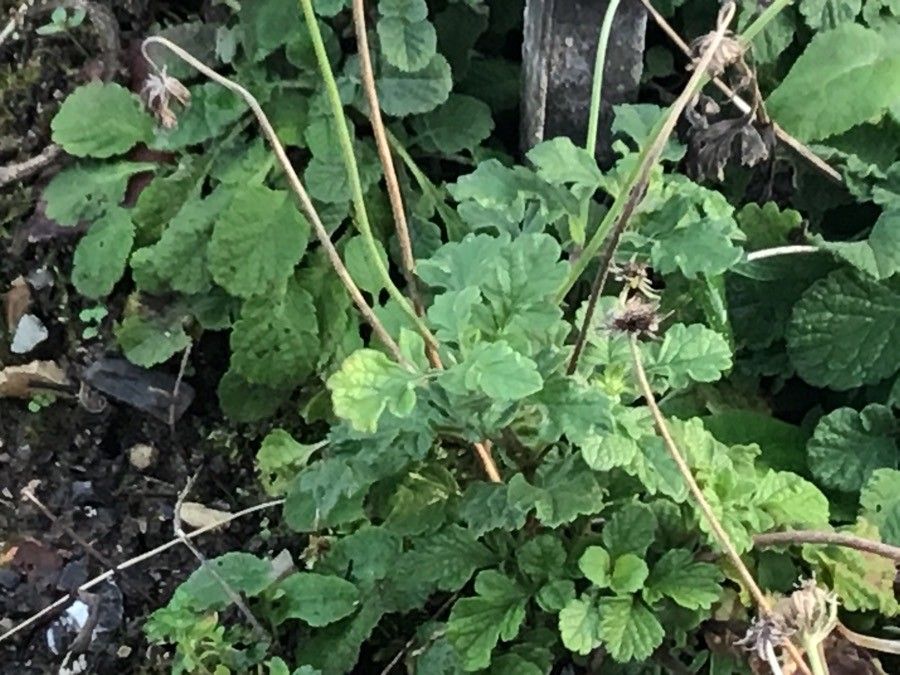 Saxifraga hirsuta leaf