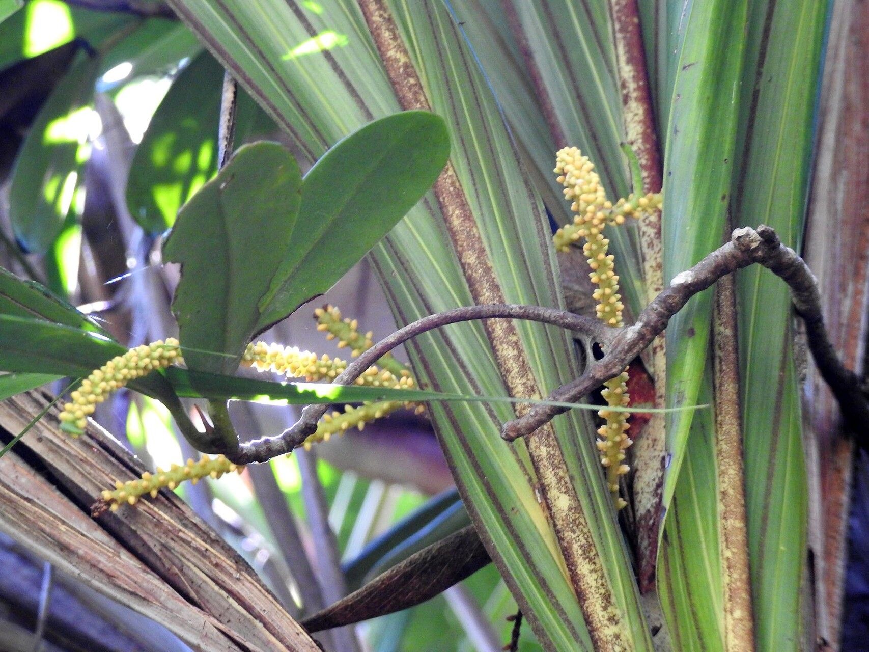 Dypsis sanctaemariae — houseplant care guide