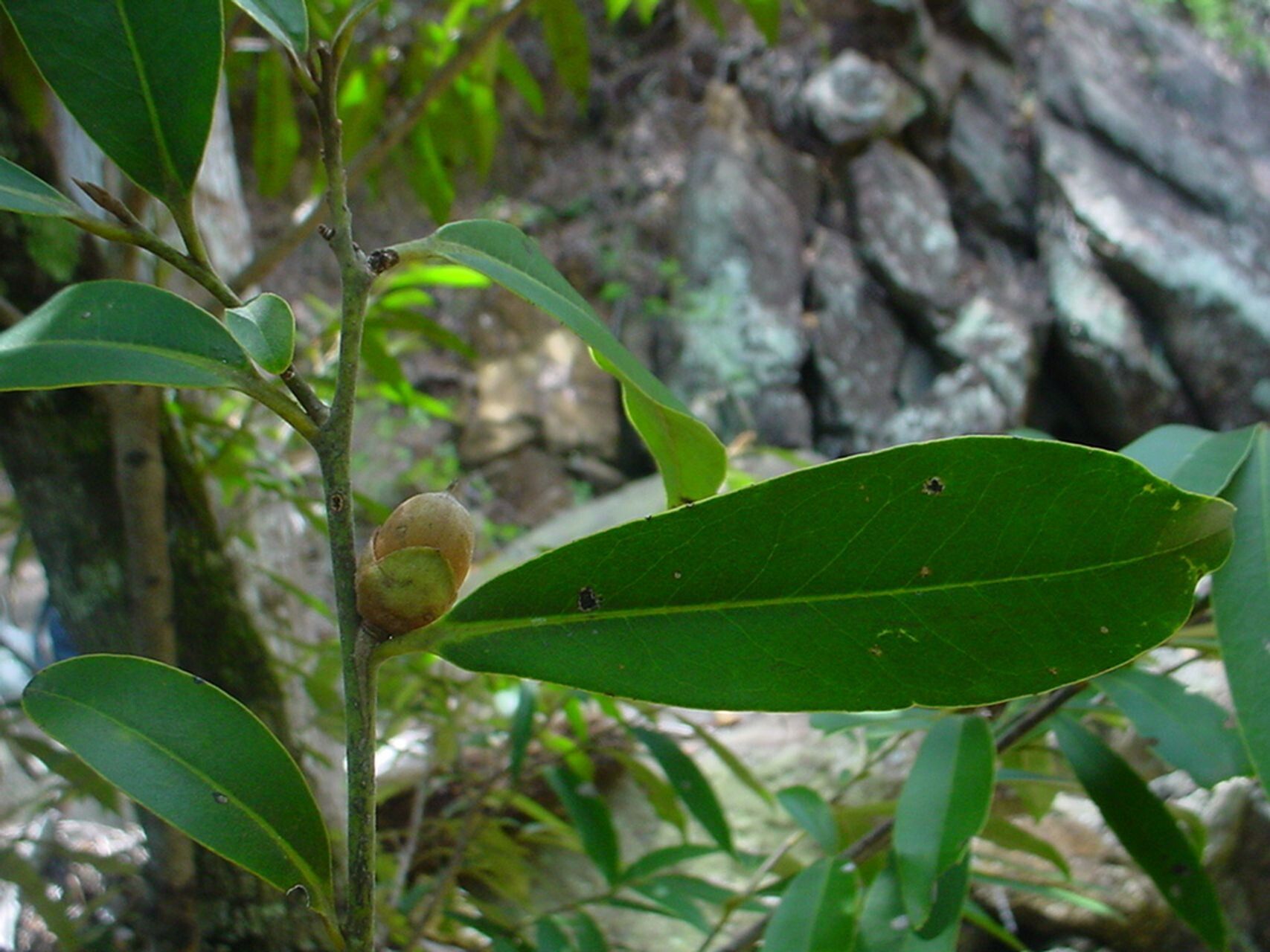 Diospyros labillardierei — houseplant care guide