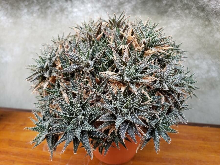 Aloe haworthioides habit