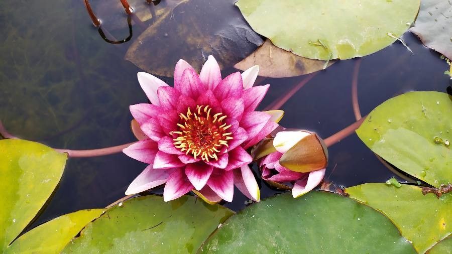 Nymphaea alba flower