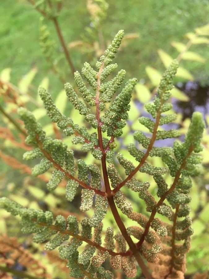 Osmunda japonica flower