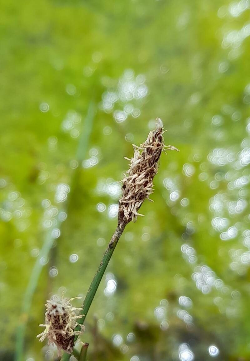 Eleocharis macrostachya — search result for 'Eleocharis'