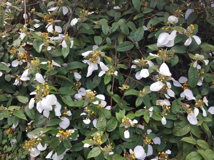 Mussaenda erosa — search result for 'Mussaenda'