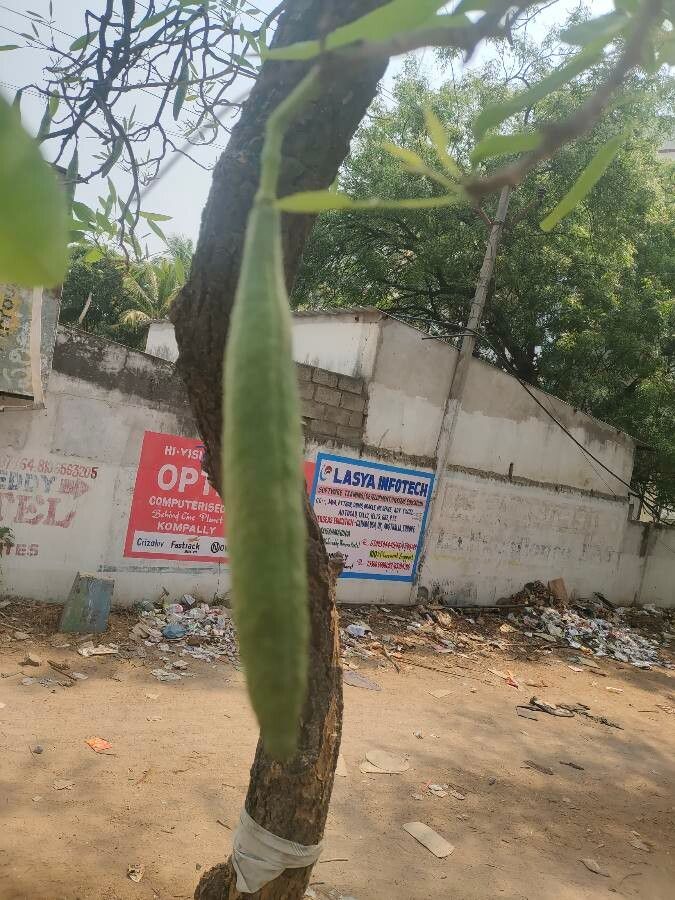 Tabebuia aurea fruit