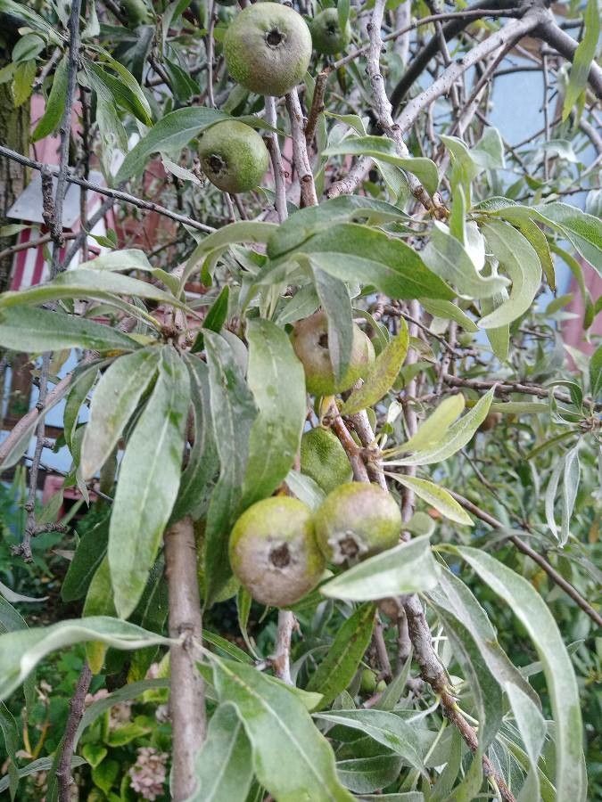 Pyrus salicifolia fruit