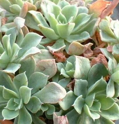 Echeveria stolonifera — search result for 'Echeveria'