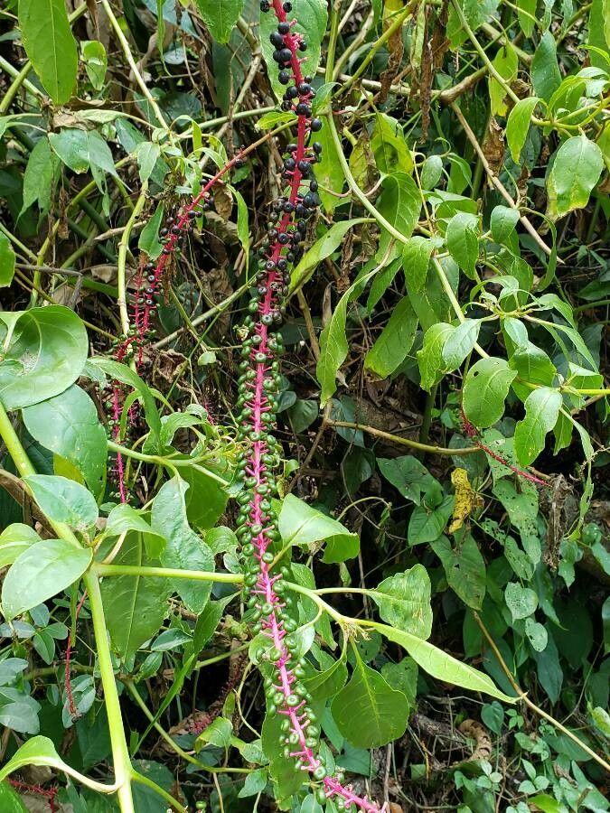 Phytolacca rivinoides fruit