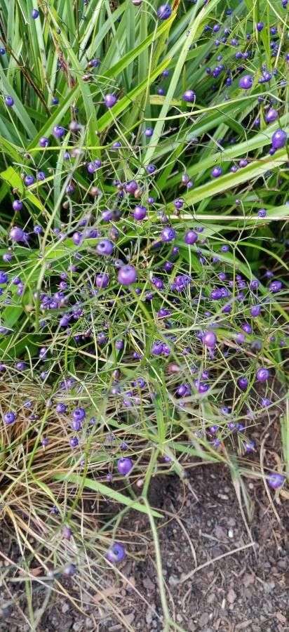Dianella ensifolia bark
