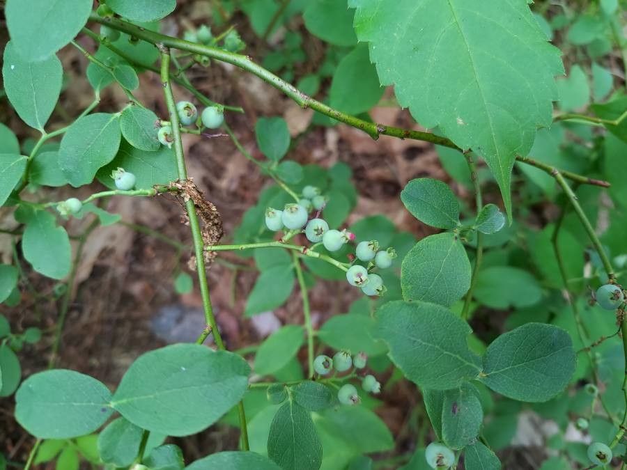 Vaccinium pallidum fruit