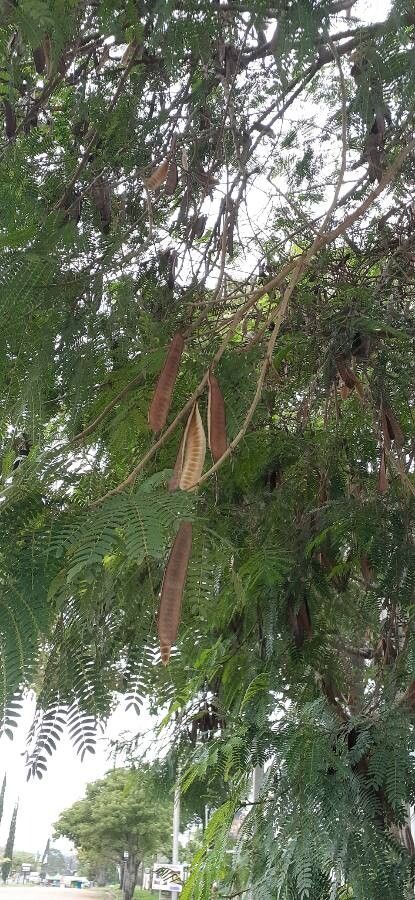 Acacia angustissima fruit