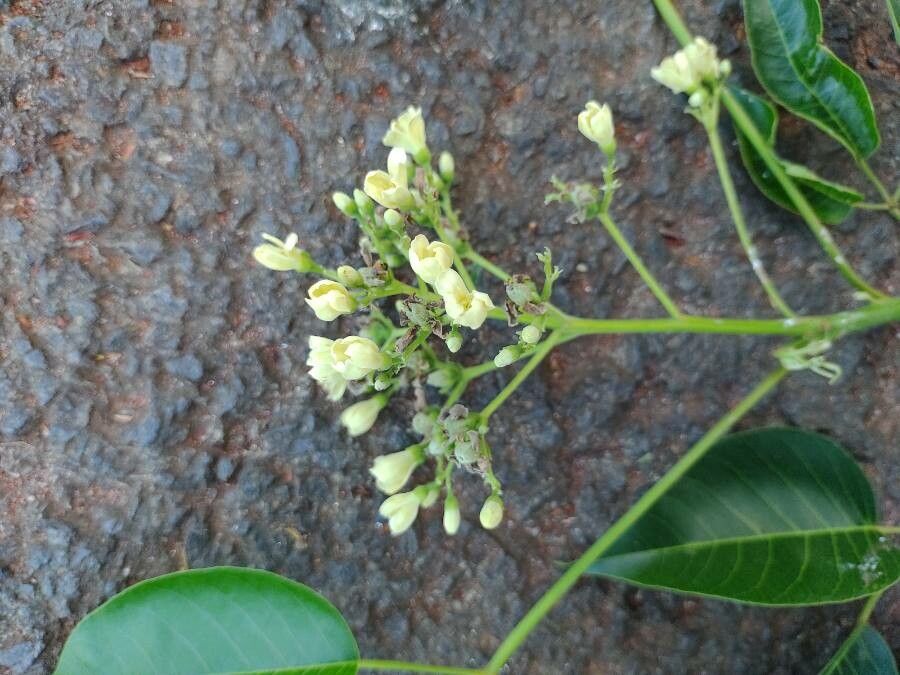 Joannesia princeps flower