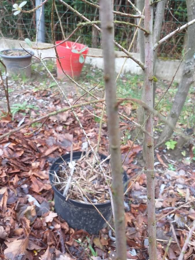 Salix variegata bark