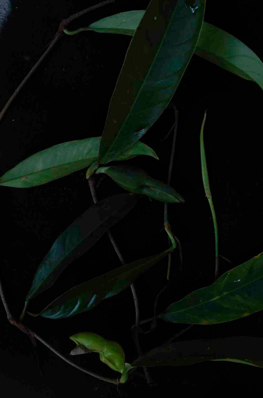 Philodendron surinamense — houseplant care guide