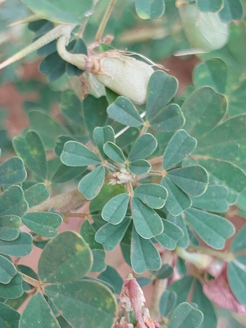 Crotalaria aculeata leaf