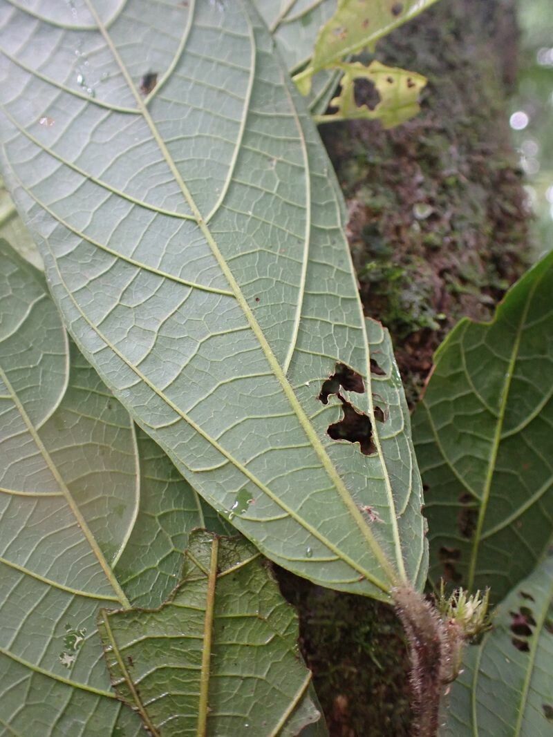 Grewia oligoneura — houseplant care guide