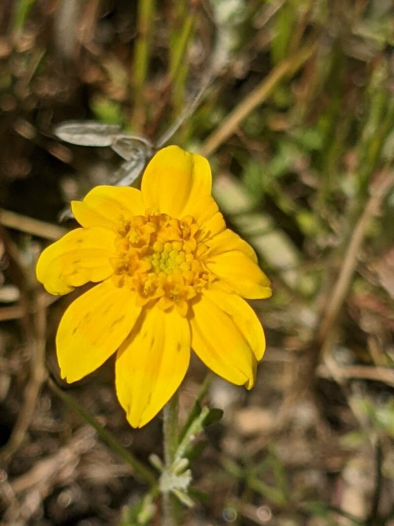 Pseudobahia heermannii — related species from the same genus