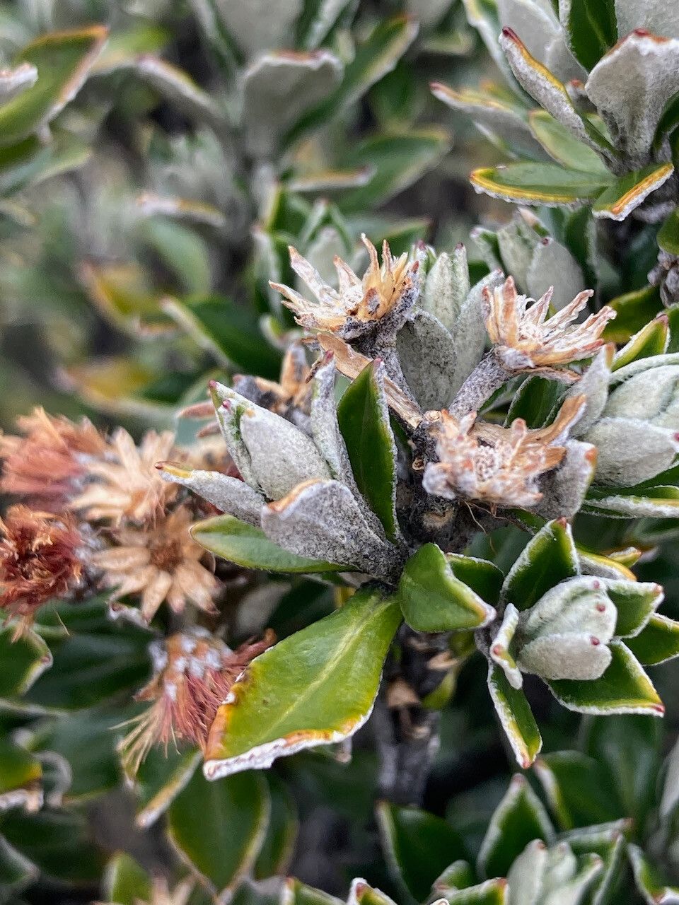 Diplostephium rhomboidale flower