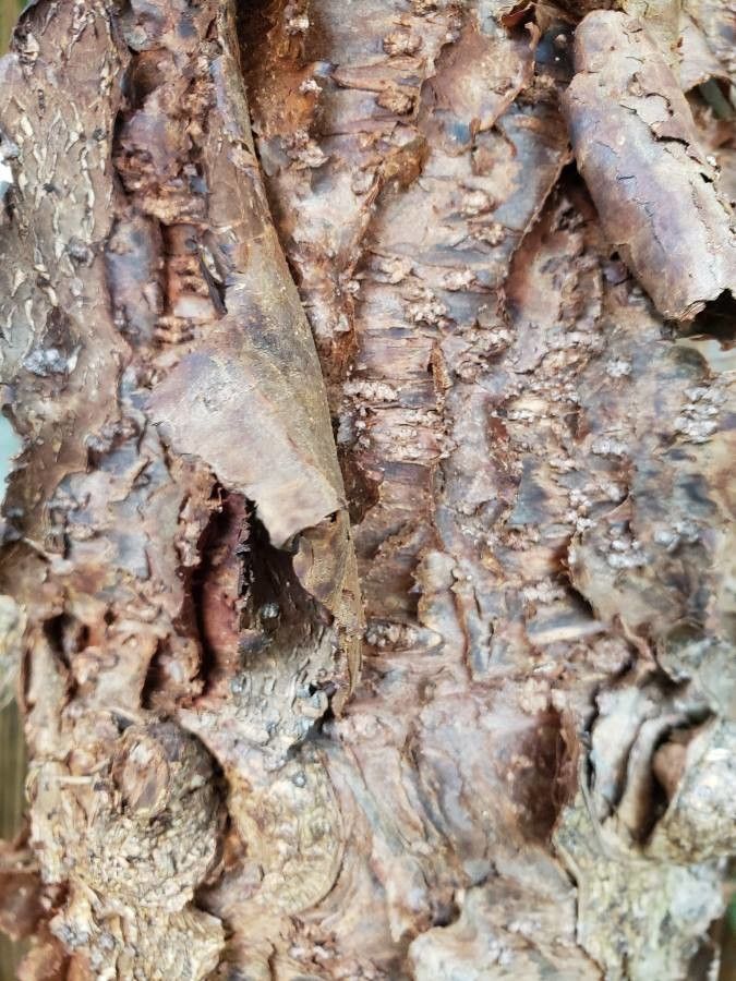 Araucaria nemorosa bark