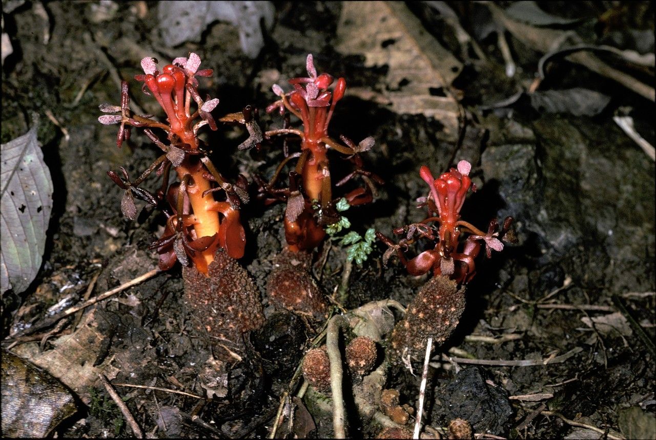 Balanophora reflexa — houseplant care guide