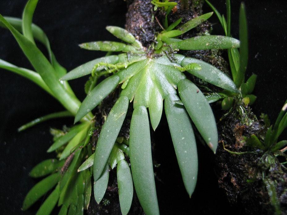 Ornithocephalus bicornis leaf