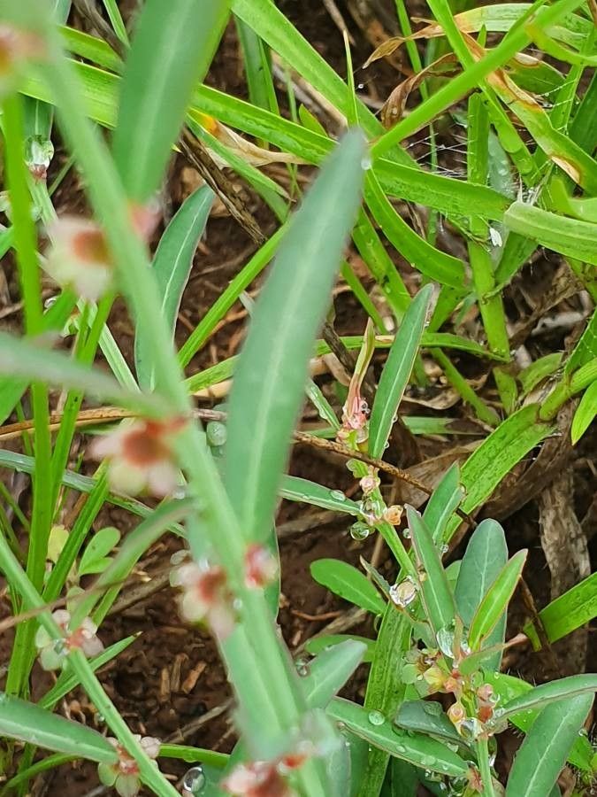 Phyllanthus maderaspatensis flower