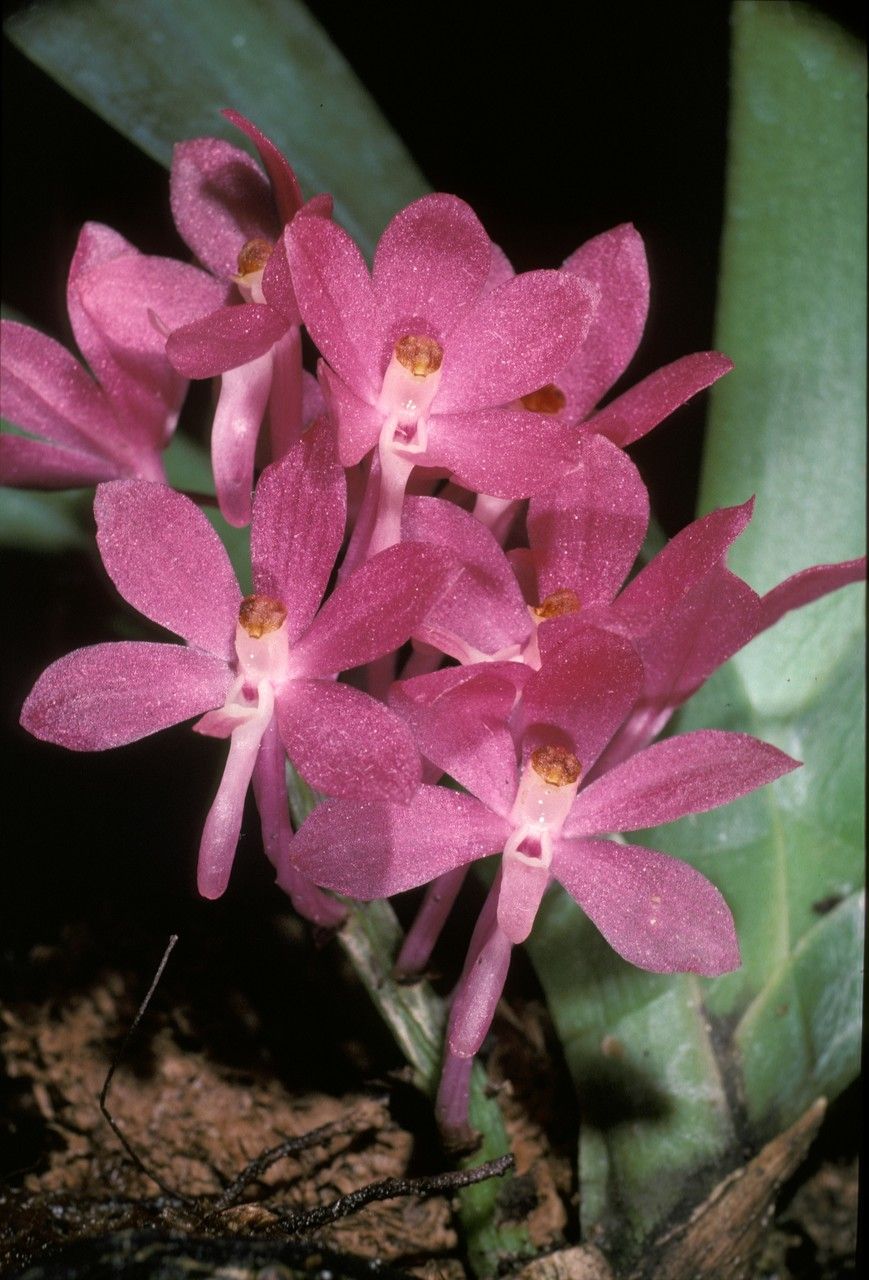Vanda ampullacea flower