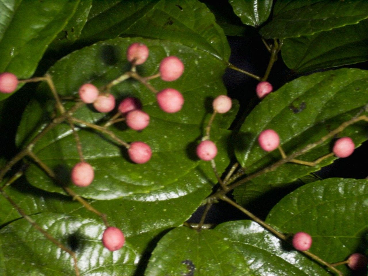 Pleuranthodendron lindenii fruit