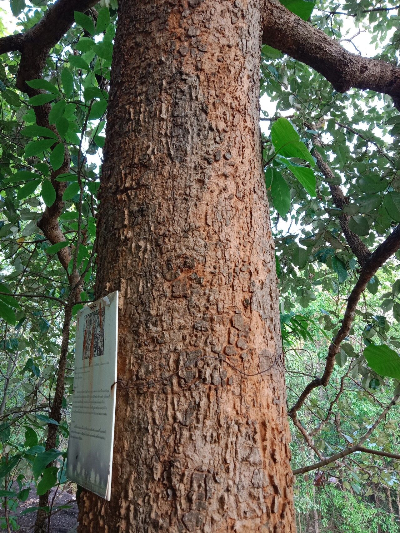 Parinari anamensis bark