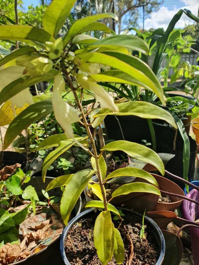 Oxera brevicalyx leaf