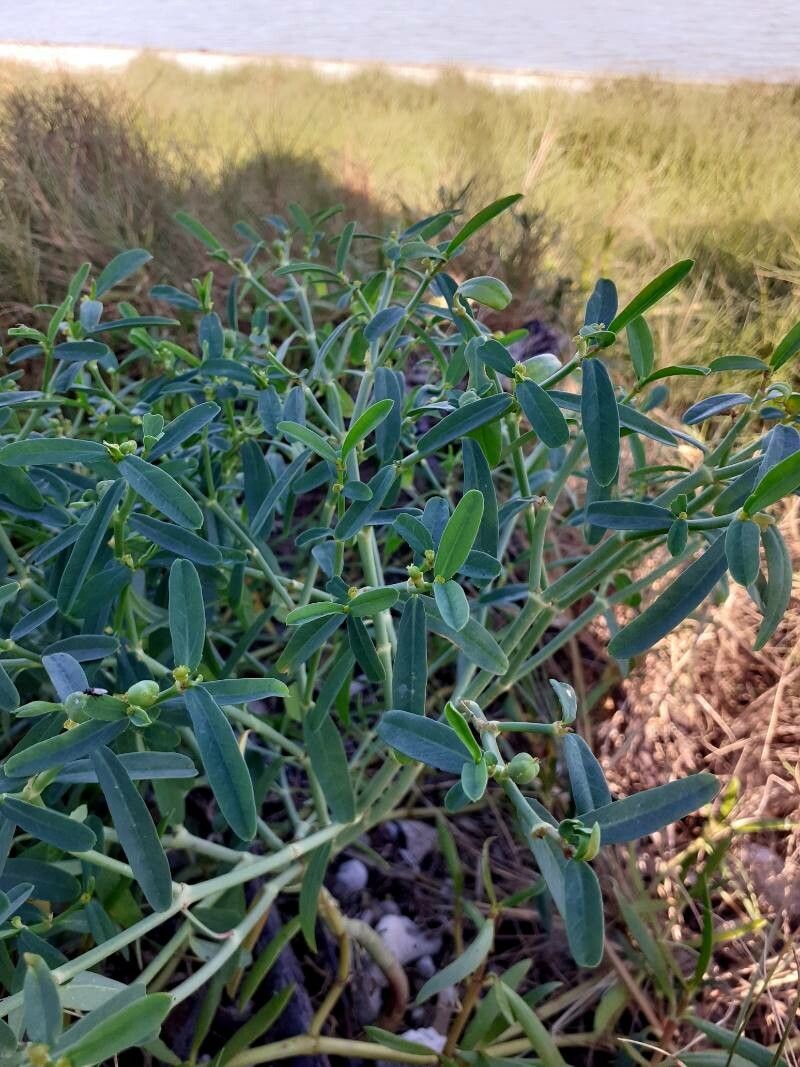 Euphorbia tannensis — houseplant care guide