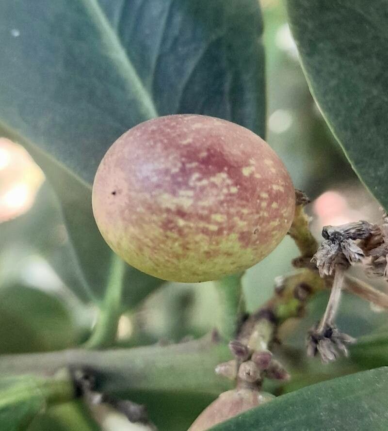 Acokanthera oppositifolia fruit