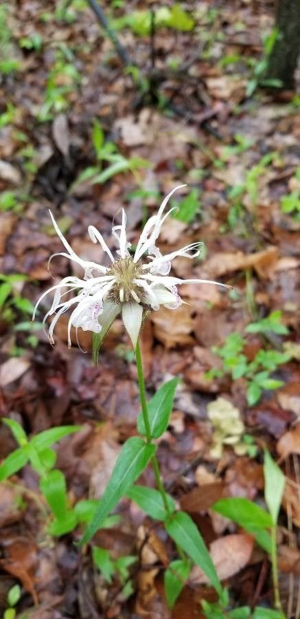 Monarda clinopodia flower