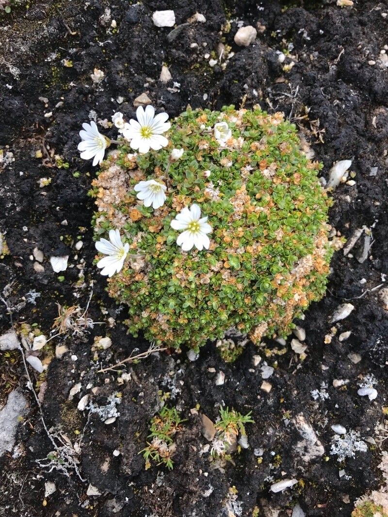 Cerastium regelii — search result for 'Cerastium'