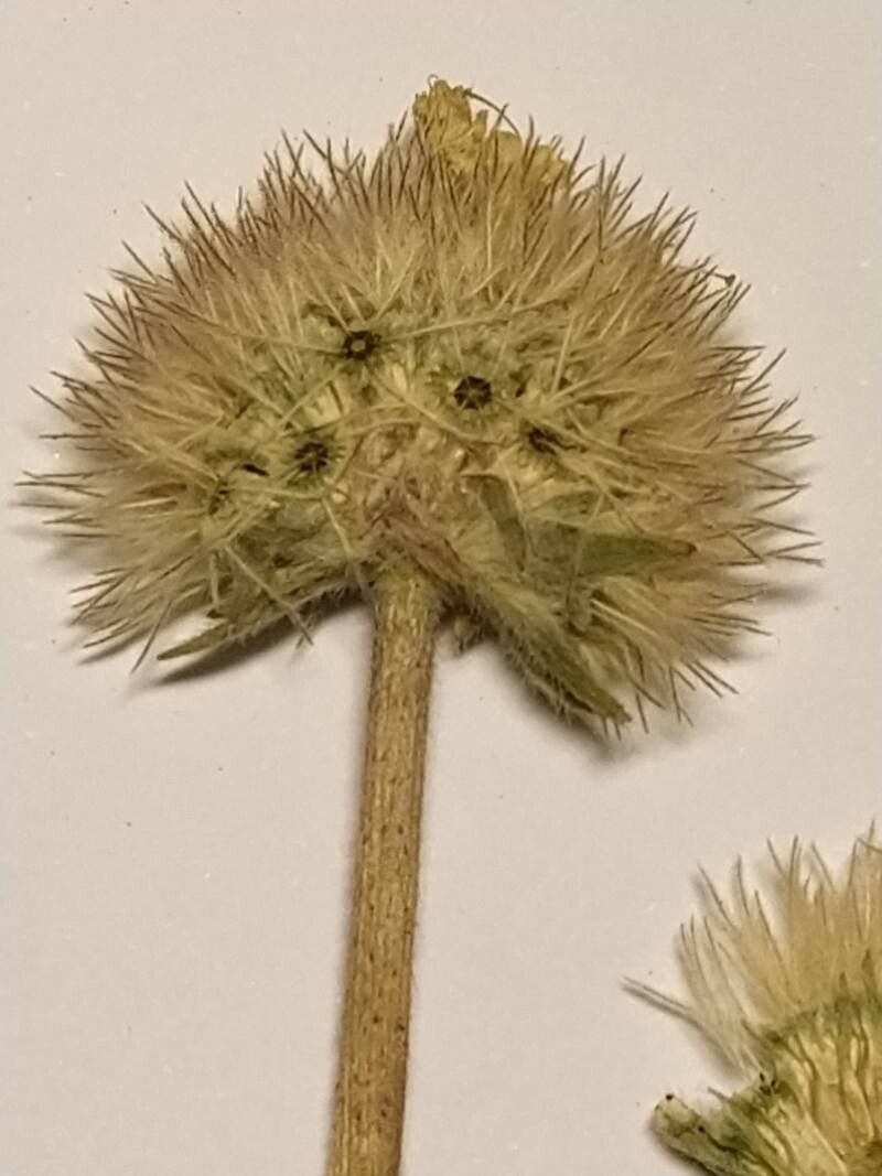 Pycnocomon intermedium fruit