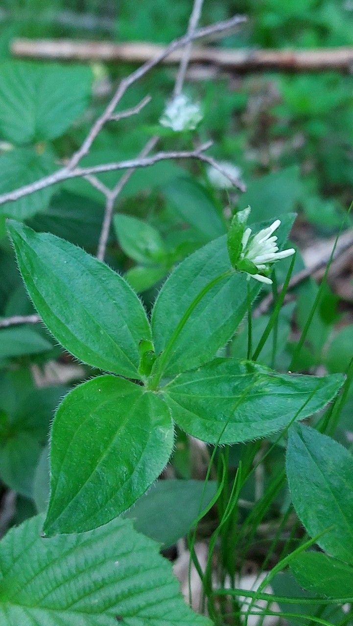 Asperula taurina leaf