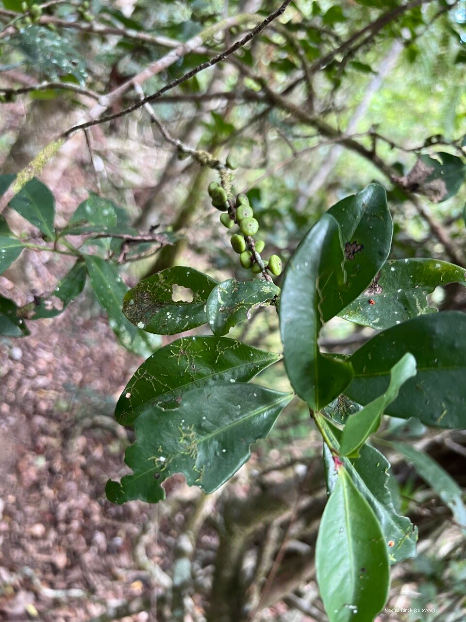 Myrsine discocarpa leaf
